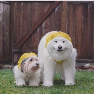 Meet your Posher, Denali